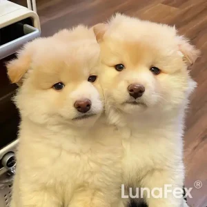 Robot Cat & TOBY the Robot Dog – The perfect pet duo for kids & families 26 Robot Cat 😺 & TOBY the Robot Dog 🐶 – The perfect pet duo for kids & families