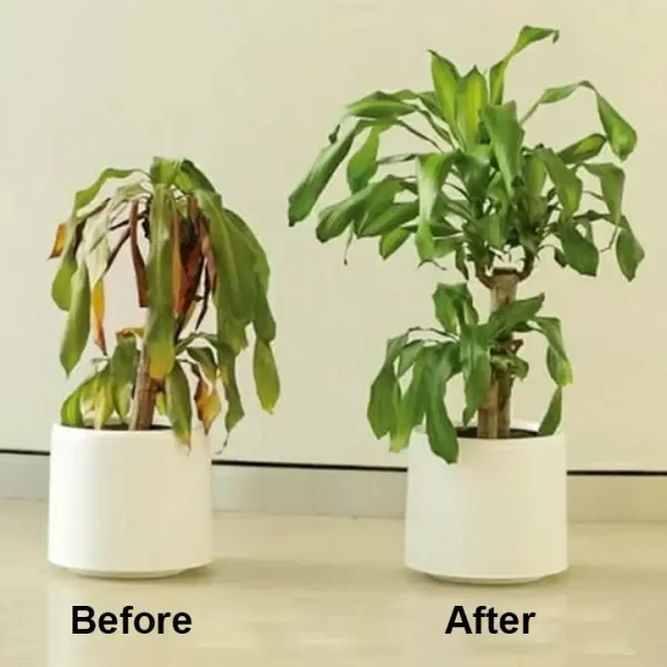 KISSHI™ Chlorophyll Spray