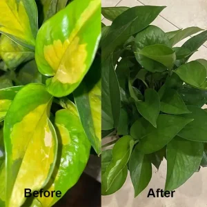 KISSHI™ Chlorophyll Spray