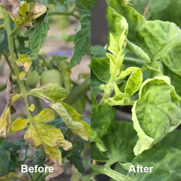 KISSHI™ Chlorophyll Spray