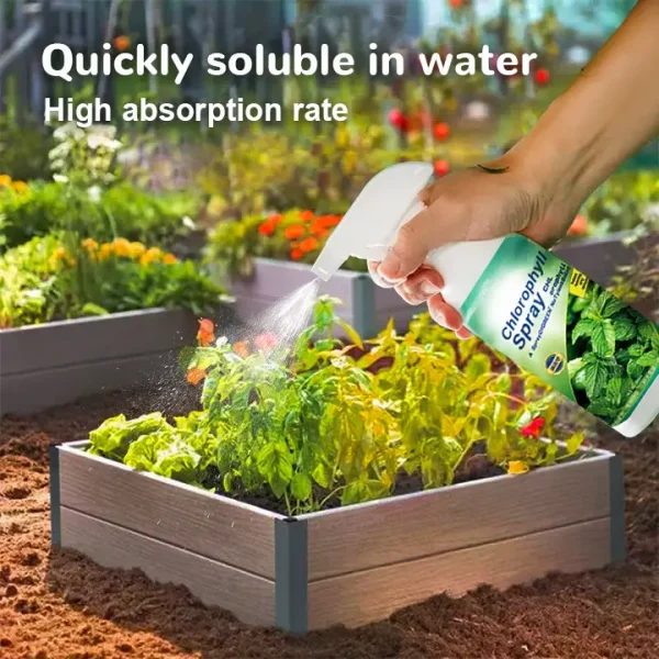 KISSHI™ Chlorophyll Spray