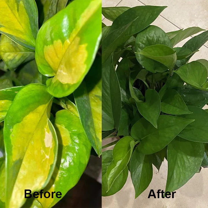LIMETOW™ Chlorophyll Spray 3 LIMETOW™ Chlorophyll Spray